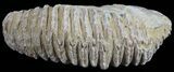Cretaceous Fossil Oyster (Rastellum) - Madagascar #54452-1